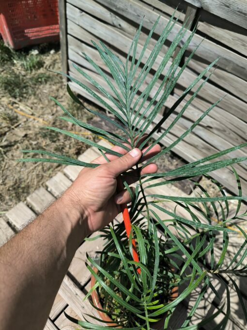 Cycas couttsiana greffé sur C. revoluta CO80 – Image 7