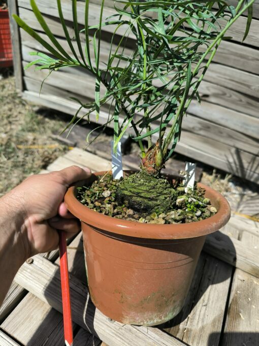 Cycas couttsiana greffé sur C. revoluta CO80 – Image 6