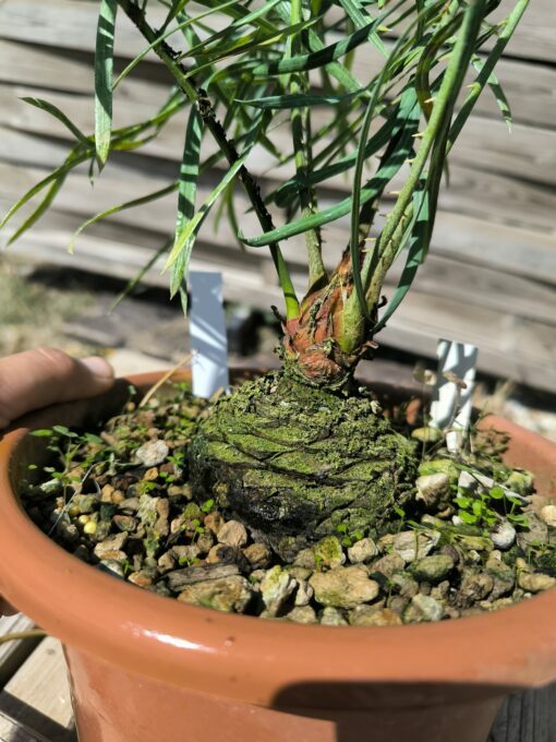 Cycas couttsiana greffé sur C. revoluta CO80 – Image 4
