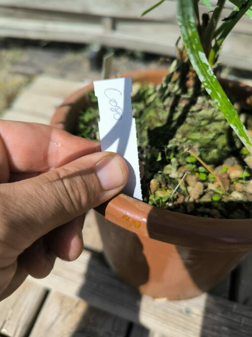Cycas couttsiana greffé sur C. revoluta CO80 – Image 5