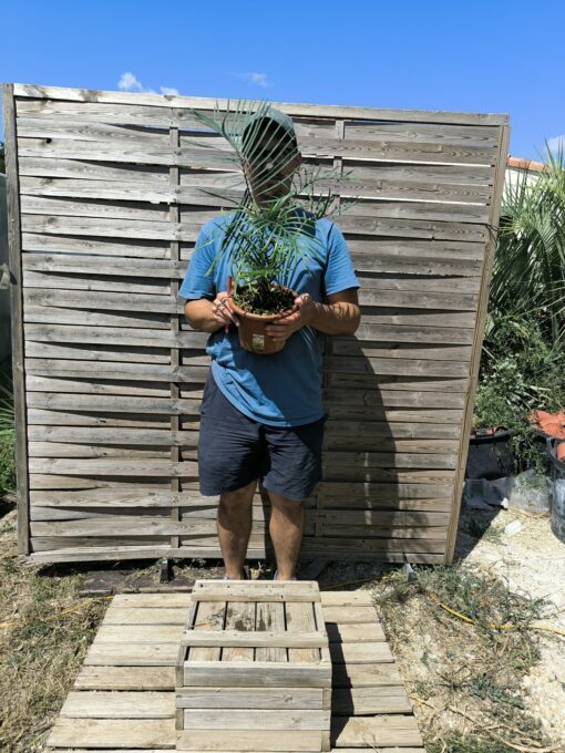 Cycas couttsiana greffé sur C. revoluta CO80 – Image 3