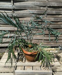 Cycas couttsiana greffé sur C. revoluta CO81