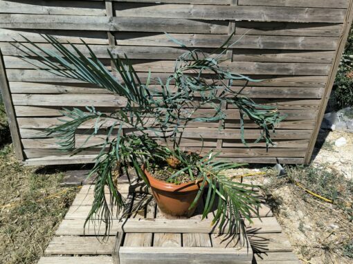 Cycas couttsiana greffé sur C. revoluta CO81