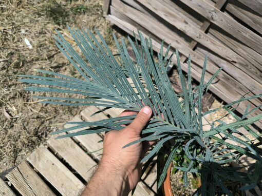 Cycas couttsiana greffé sur C. revoluta CO81 – Image 2