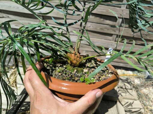 Cycas couttsiana greffé sur C. revoluta CO81 – Image 8