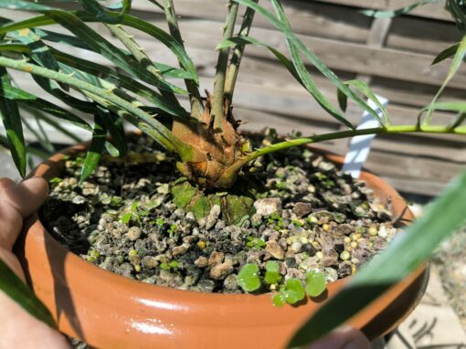 Cycas couttsiana greffé sur C. revoluta CO81 – Image 9