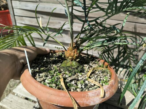 Cycas couttsiana greffé sur C. revoluta CO81 – Image 6