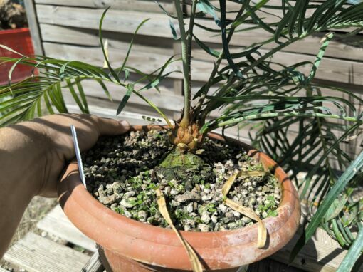 Cycas couttsiana greffé sur C. revoluta CO81 – Image 7