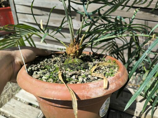 Cycas couttsiana greffé sur C. revoluta CO81 – Image 4