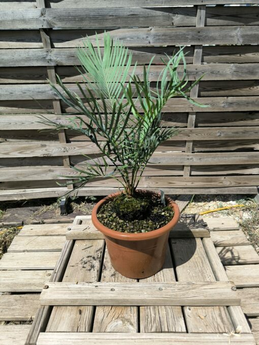 Cycas desolata greffé sur C. revoluta – Image 3