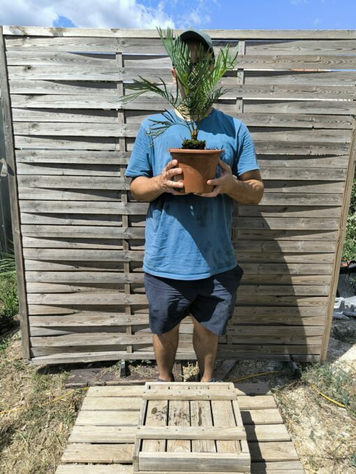 Cycas desolata greffé sur C. revoluta – Image 5