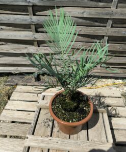 Cycas desolata greffé sur C. revoluta