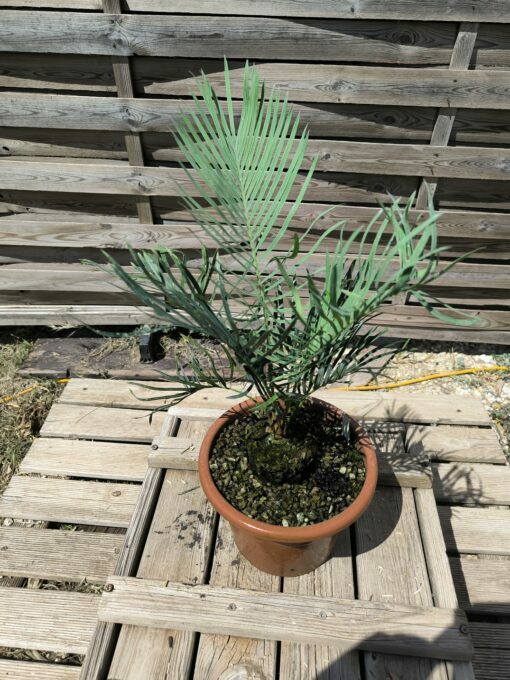 Cycas desolata greffé sur C. revoluta