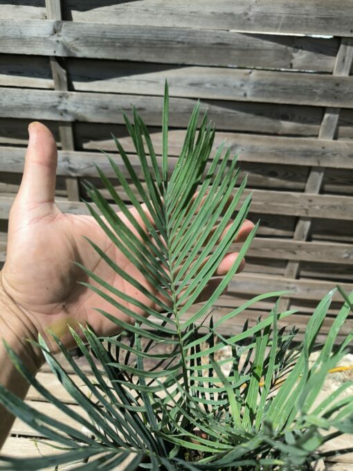 Cycas desolata greffé sur C. revoluta – Image 9