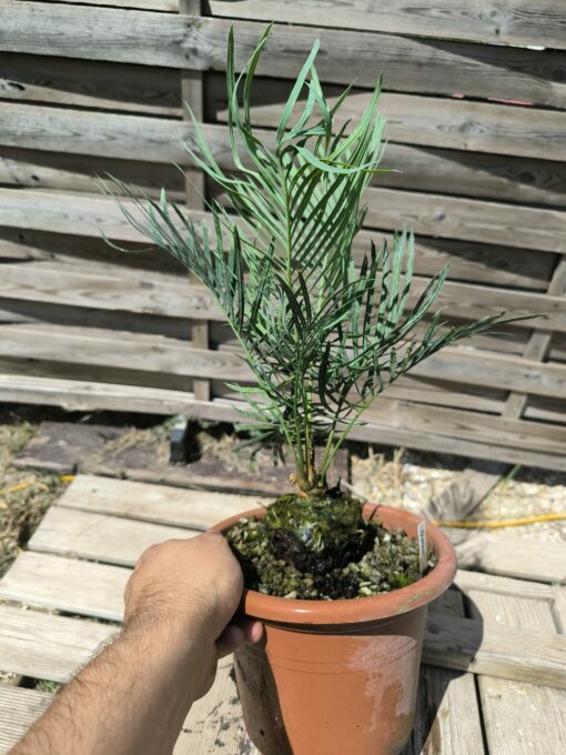 Cycas desolata greffé sur C. revoluta – Image 10