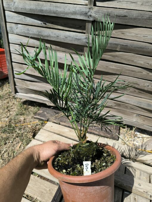 Cycas desolata greffé sur C. revoluta – Image 7