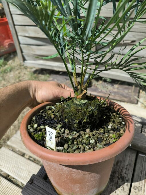 Cycas desolata greffé sur C. revoluta – Image 8