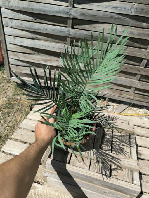 Cycas desolata greffé sur C. revoluta – Image 2