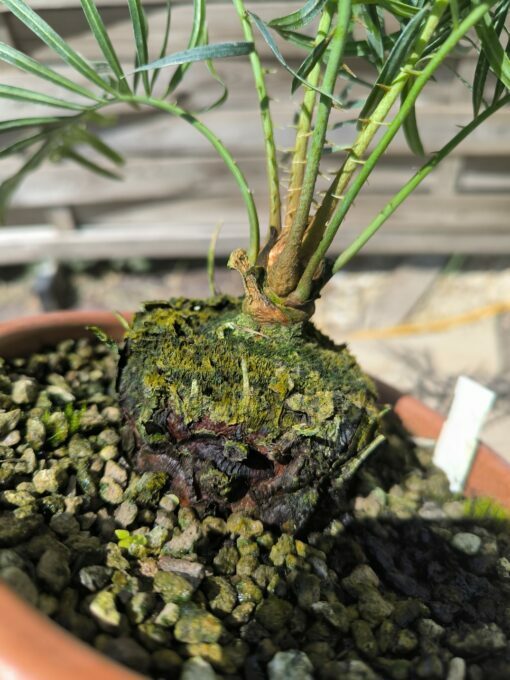 Cycas desolata greffé sur C. revoluta – Image 6