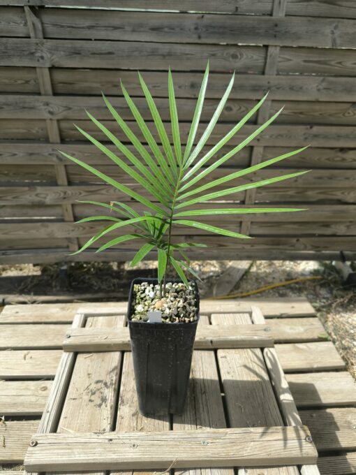 Cycas revoluta x hoabinhensis – Image 5