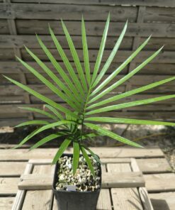 Cycas revoluta x hoabinhensis