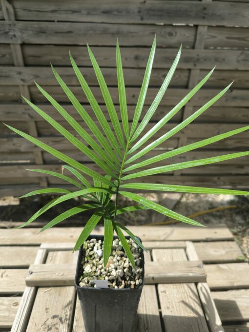 Cycas revoluta x hoabinhensis