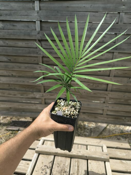 Cycas revoluta x hoabinhensis – Image 3