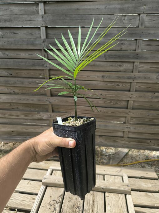 Cycas revoluta x hoabinhensis – Image 4