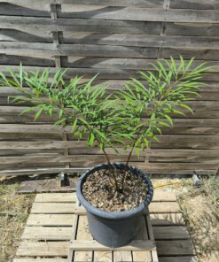 Cycas multifrondis 6cm