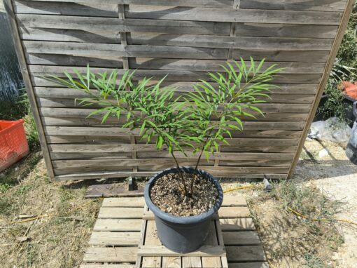 Cycas multifrondis 6cm