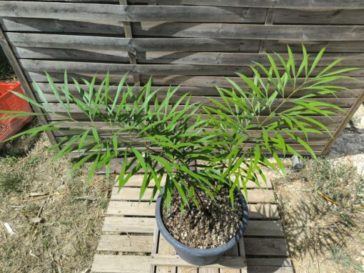 Cycas multifrondis 6cm – Image 3