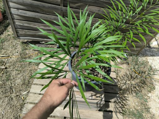 Cycas multifrondis 6cm – Image 5