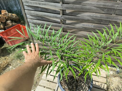 Cycas multifrondis 6cm – Image 6