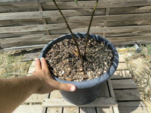 Cycas multifrondis 6cm – Image 4