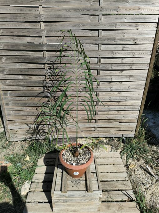 Cycas panzhihuaensis x multifrondis hybrid 6cm caudex