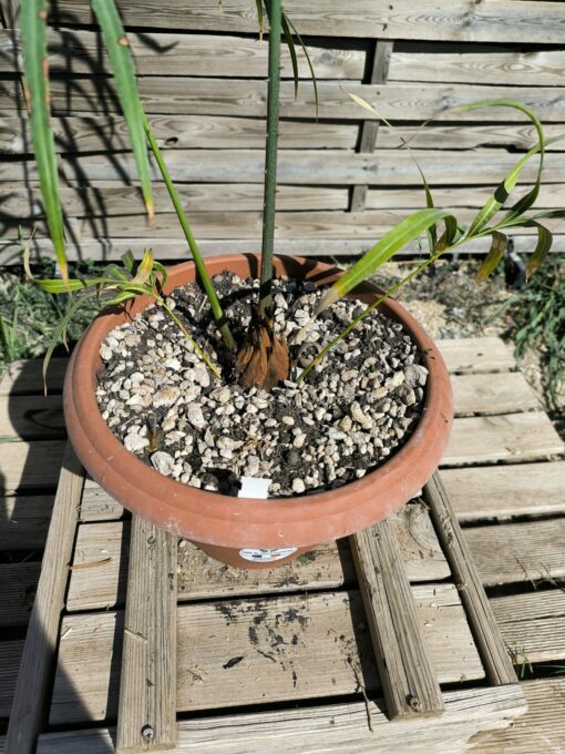 Cycas panzhihuaensis x multifrondis hybrid 6cm caudex - Image 3