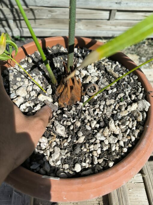 Cycas panzhihuaensis x multifrondis hybrid 6cm caudex - Image 8
