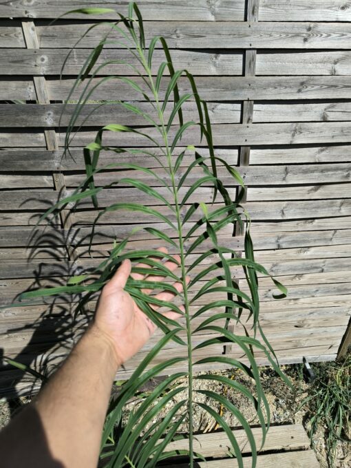 Cycas panzhihuaensis x multifrondis hybrid 6cm caudex - Image 7