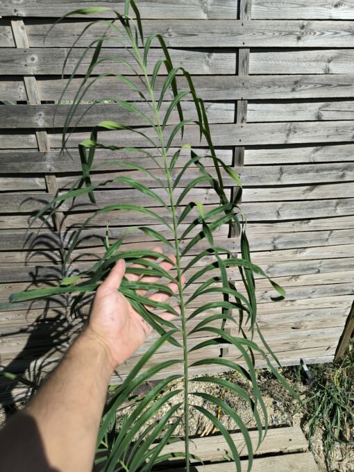 Cycas panzhihuaensis x multifrondis hybrid 6cm caudex - Image 6