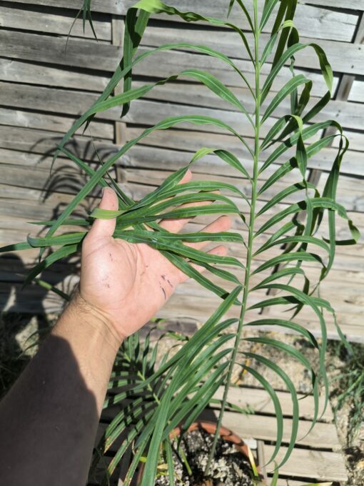 Cycas panzhihuaensis x multifrondis hybrid 6cm caudex - Image 5