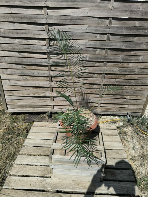 Cycas panzhihuaensis x taitungensis hybrid 5-6cm caudex - Image 3