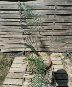 Cycas panzhihuaensis x taitungensis hybride 5-6cm caudex