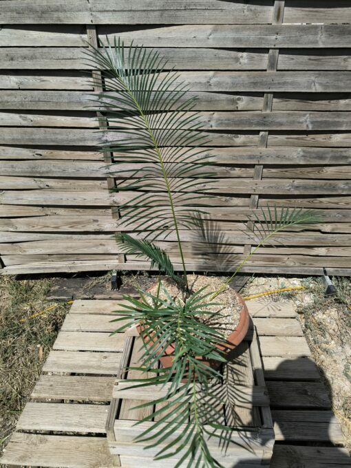 Cycas panzhihuaensis x taitungensis hybrid 5-6cm caudex