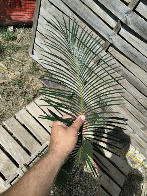 Cycas panzhihuaensis x taitungensis hybrid 5-6cm caudex - Image 5