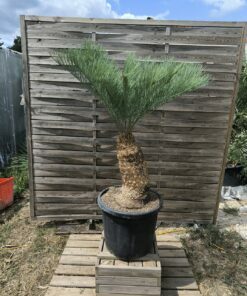 Cycas platyphylla 30cm caudex
