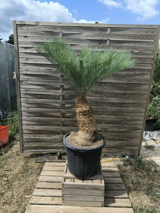 Cycas platyphylla 30cm caudex