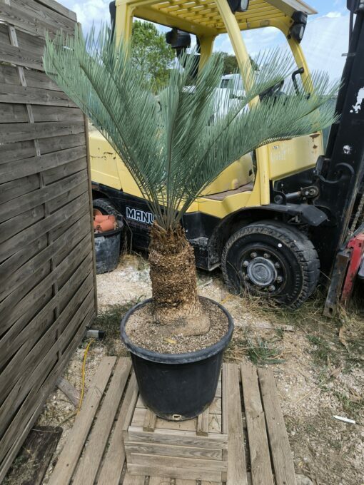 Cycas platyphylla 30cm caudex – Image 12