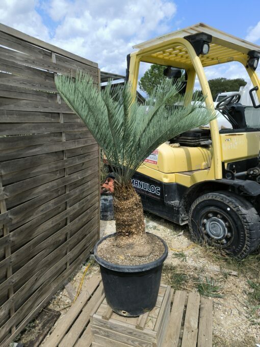 Cycas platyphylla 30cm caudex – Image 10