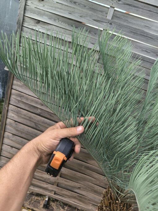 Cycas platyphylla 30cm caudex – Image 11