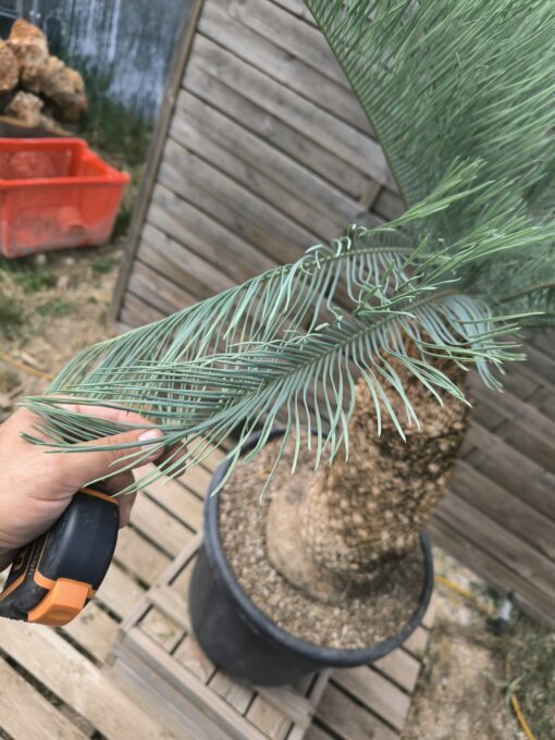 Cycas platyphylla 30cm caudex – Image 8